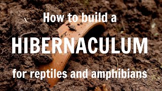 How to build a hibernaculum for reptiles and amphibians [upl. by Maxwell]