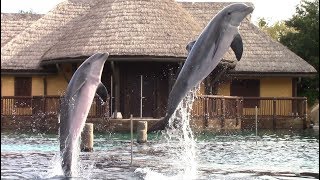 Discovery Point Dolphin Presentation at SeaWorld San Antonio 102618 [upl. by Lemkul]