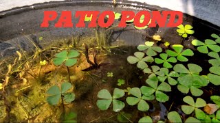 ZEBRA DANIOS PATIO POND NO FILTER Phantom the Betta [upl. by Maer]