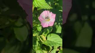 A totally amazing Swollenthighed Flower Beetle on a Field Bindweed flower [upl. by Barkley47]