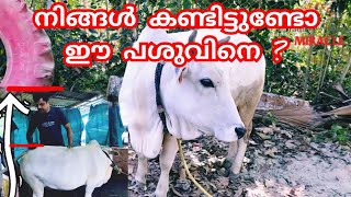 Punganur Cow Malayalam പുങ്കന്നൂര് പശു  cow farming in Kerala  cow care  Different cows [upl. by Anyrtak]