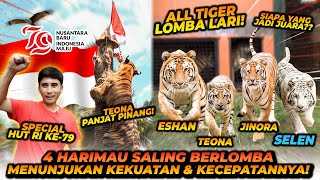 4 HARIMAU IKUT LOMBA SPECIAL 17 AGUSTUS  MERDEKA [upl. by Sidhu280]