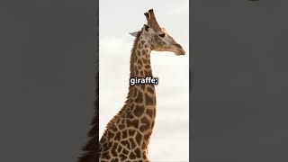 The Giraffe That Took France by Storm funfacts [upl. by Avir]