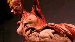 Dr Gunther von Hagens History Channelflv [upl. by Lettig786]