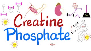 Muscle Creatine NOT Creatinine  Creatine Phosphate Phosphocreatine Creatine Kinase  Labs [upl. by Dennie802]