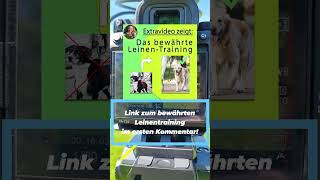 onlinehundeschule hundetraining shorts ✔️✔️✔️ [upl. by Jilli252]