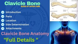 Clavicle Bone  Anatomy of Clavicle Bone  Clavicle Anatomy clavicle clavicleanatomy [upl. by Annaili]