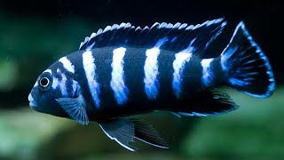 Demasoni Cichlid Care and Breeding [upl. by Eelibuj]