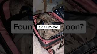 Found A Raccoon In My Suitcase [upl. by Salakcin508]