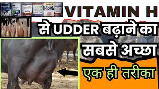 Vitamin H से UDDER बढ़ाने का सबसे अच्छा 👉🏻एक ही तरीका 👌🏽Vitamin H For Cow Buffalo [upl. by Ymmak]