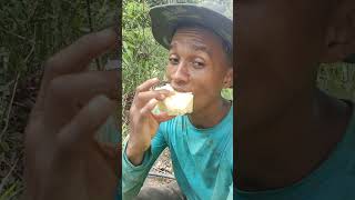 Comendo abacaxi vidanaroça abacaxi [upl. by Westney]