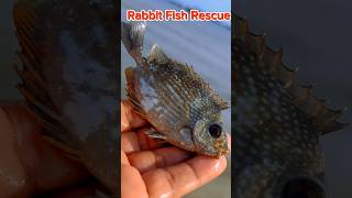 Stunning Rabbit Fish Rescued amp Released 🌊 shorts rabbitfish fishing [upl. by Randy412]