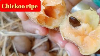 how to ripe fruitssapota fruit ripesapota Palam paluka vaipathu eppadichickoo ripe in Tamil [upl. by Annavas813]