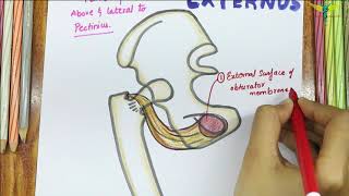 Obturator Externus  Muscle  Origin  Insertion  Nerve supply  Actions [upl. by Lunna747]