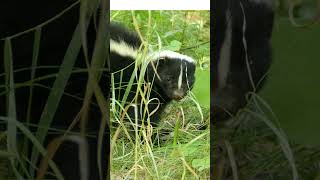 3 Fascinating Facts About Skunks  Discover the Secrets of These Unique Creatures [upl. by Lorenzo989]