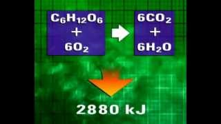 GCSE Science Revision  Aerobic Respiration [upl. by Hsilgne494]