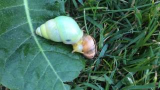 Carnivorous green snail [upl. by Seema163]