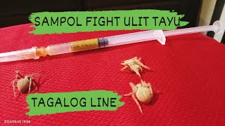 SAMPLE FIGHT INCOVDANGER GLOAD MALILIIT LANG NA GAGAMBA TAGALOG LINE [upl. by Arbmat]