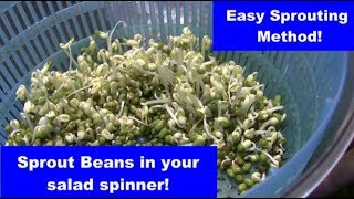 Sprout Mung Beans in Your Salad Spinner [upl. by Tisdale]