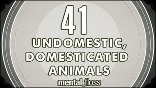 41 Undomestic Domesticated Animals  mentalfloss on YouTube Ep8 [upl. by Longmire]