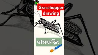 Draw a GRASSHOPPER in 1 Minute or Less 🦗✨  Easy Drawing Tutorial Shorts [upl. by Tacy]