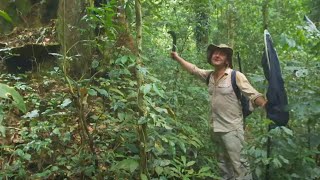 Dr Julian Bayliss The Lost Forest of Mount Mabu [upl. by Rusell]