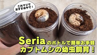 【カブトムシの幼虫飼育】Seriaのボトルを使った簡単お手軽カブトムシの幼虫飼育を徹底解説します！ [upl. by Anierdna966]