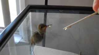 How to raise a baby hummingbird part 2 of 6 [upl. by Brause]