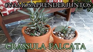 SUCULENTA CRASSULA FALCATA VAMOSAPRENDERJUNTOS [upl. by Anastice]