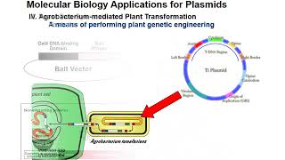 Isolation of Plasmid DNA [upl. by Fuller]