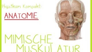 Anatomie  1MIMISCHE MUSKULATUR [upl. by Omlesna584]