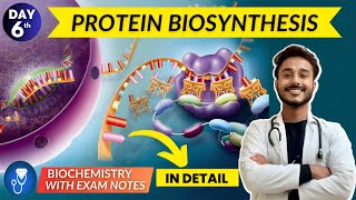 protein biosynthesis  translation biochemistry  translation in eukaryotes with animation [upl. by Jayne]