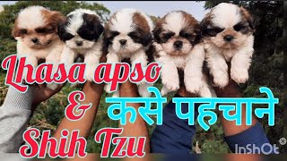 Lhasa amp Shih Tzu differences  Lhasa apso Shih Tzu sale [upl. by Friederike70]