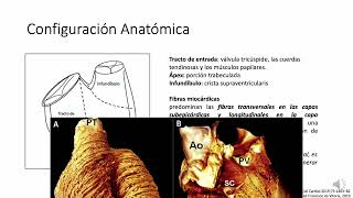 FISIOLOGIA DEL VENTRICULO DERECHO [upl. by Selohcin]