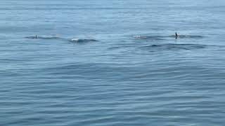 Stunning Orca Pod Swimming Together in 4K  Majestic Marine Life [upl. by Carolin300]