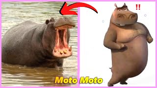 Madagascar 2 Characters in Real Life l Look at Zuba [upl. by Zetes]