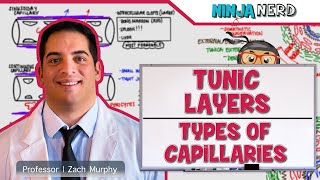 Cardiovascular  Tunic Layers amp Types of Capillaries [upl. by Kciv]