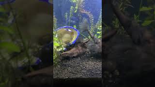 Rope fish eating dwarf frog aquaticlife ropefishfood [upl. by Boynton259]