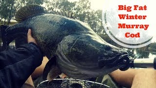 Big Fat Winter Murray Cod Gwydir River Above Copeton Dam [upl. by Airdnax]