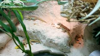 Uromastyx ocellata hatchlings playing time [upl. by Adelina359]