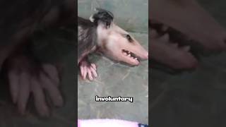 opossum playing dead opossum opossums dead animals wildlife nature natural animallife life [upl. by Range]