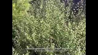 Pittosporum tenuifolium Silver Sheen [upl. by Craven]