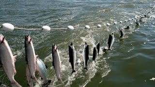 Everyone should watch this Fishermens video  Amazing Automatic Net Fishing Line Catching Big Fish [upl. by Atinad]