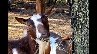 What Should I Feed My Goats The 5 Essentials for Feeding Nigerian Dwarf Goats [upl. by Chan198]