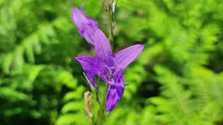 Campanula rapunculus Rampion [upl. by Flight605]