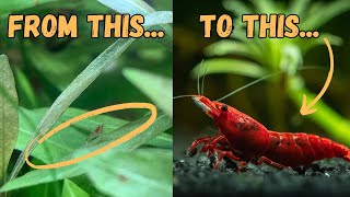 The Fascinating Journey of Cherry Shrimp A Complete Lifecycle Guide [upl. by Htidirem]