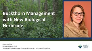 Buckthorn Management with New Biological Herbicide [upl. by Derwin]