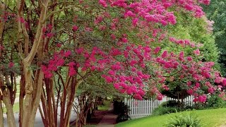 How To Prune Crepe Myrtles  Southern Living [upl. by Narol624]