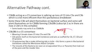 Complement System Immunology Lecture 21 [upl. by Lahcym]