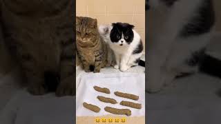 Funny Cat Mind Voice cat funny comedy shorts shortsfeed animals funnycat funnyanimal [upl. by Mahda]